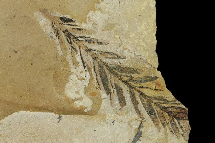Dawn Redwood (Metasequoia) Fossil - Montana #135723